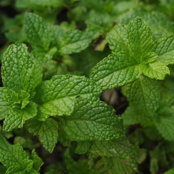 Menta Poleo 25 uds