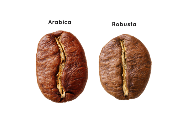 Arabica ve Robusta Kahve Arasındaki Farklar
