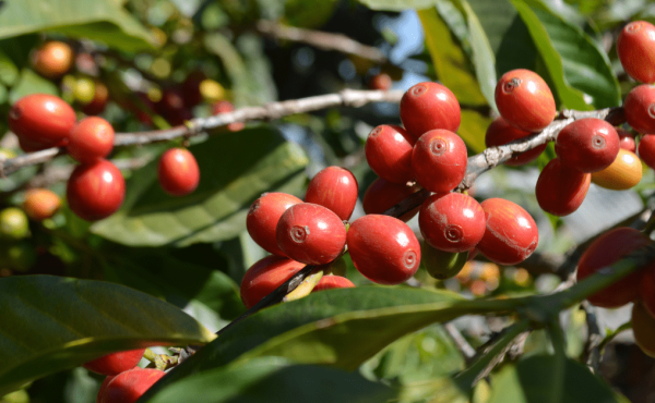 Variétés et types de la plante de café