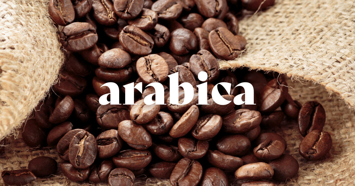 ¿Qué es el café arábica?