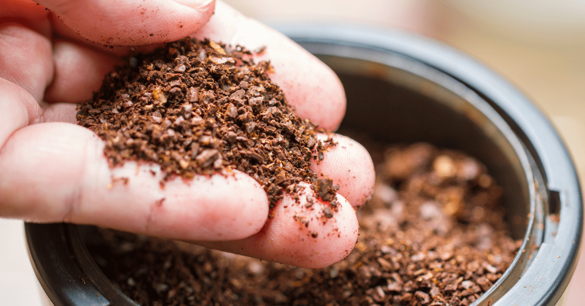 Posos del Café: El secreto natural para cuidar tus plantas.